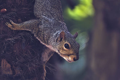 Close-up of squirrel