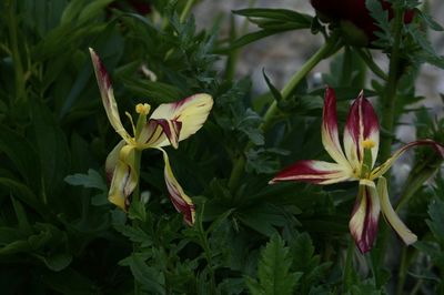 Close-up of flowering plants