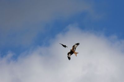 Low angle view of red kite and raven fighting in sky