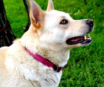 Close-up of dog on field