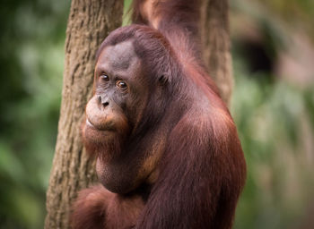 Portrait of monkey