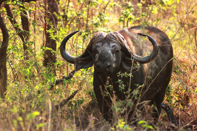 Water Buffalo