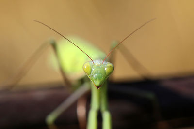 Close-up of insect on leaf