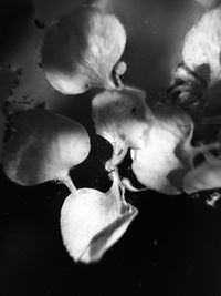 Close-up of petals floating on water