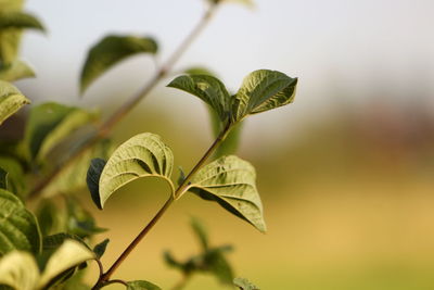 Close-up of plant leaves