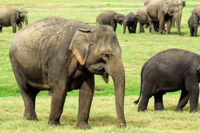 Elephants on grass