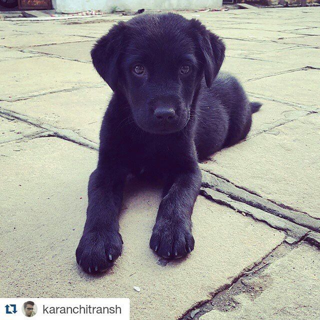 Blacklabradorretriever