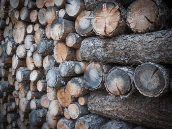 Full frame shot of logs in forest with multiples colors