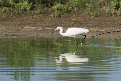 Portrait of egretta garzetta in water. medium color background, horizontal image