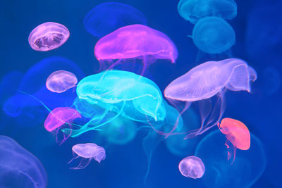 Jellyfish swimming in sea