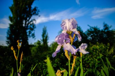 Close-up of purple flowering plants against blue sky