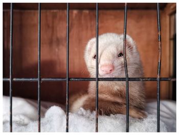 Portrait of ferret in cage