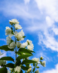 Close-up of white flowering plant against blue sky