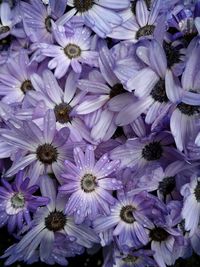 Full frame shot of purple flowers