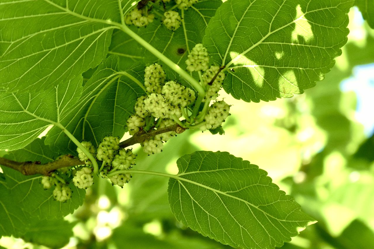 leaf, plant part, plant, green, tree, nature, food, produce, close-up, no people, animal, flower, animal themes, growth, food and drink, beauty in nature, fruit, animal wildlife, outdoors, insect, branch, day, freshness, sunlight, shrub, healthy eating, wildlife, environment, leaf vein, summer