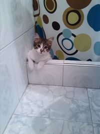 High angle view of cat on tiled floor