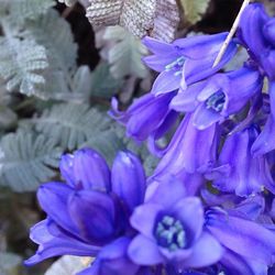 Close-up of purple flowers blooming outdoors