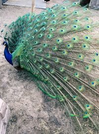 Close-up of peacock in cage