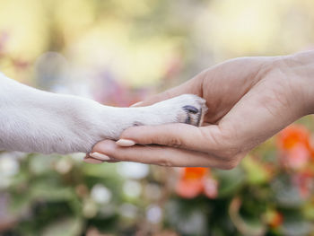Close-up of woman holding dog paw