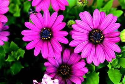 Close-up of purple flowers