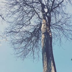 Low angle view of bare tree against the sky