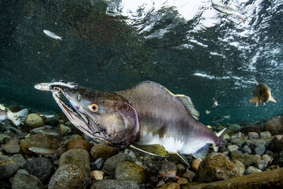 Pink salmon's run in rausu, hokkaido , japan