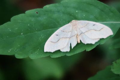 Close-up of butterfly on leaf