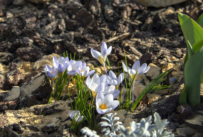 Close-up of white crocus flowers on field