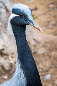 Close-up of a bird