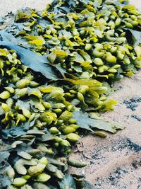 High angle view of vegetables on field