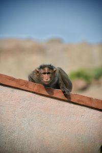 Portrait of monkey sitting on retaining wall