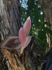 Close-up of fresh green tree