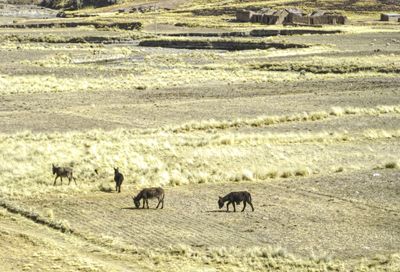 Donkeys grazing in oruro, bolivia.