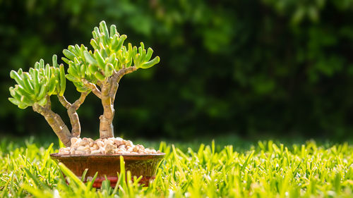 Close-up of green plant on field