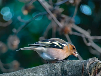 Close-up of bird perching on branch