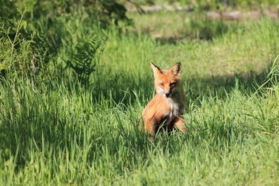 Fox in grass