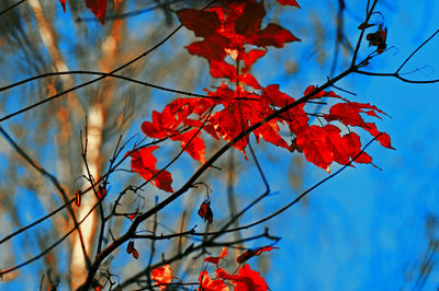 Low angle view of autumnal leaves against blue sky