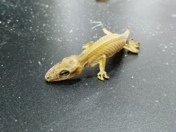 High angle view of lizard on floor