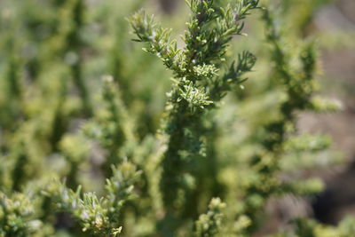 Close-up of flowering plant against blurred background