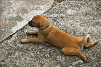 Close-up of dog sitting outdoors