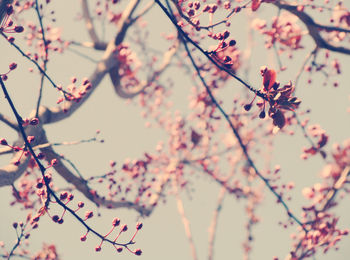 Low angle view of cherry blossoms