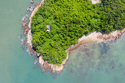 High angle view of plants by sea