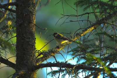 Bird perching on tree against sky