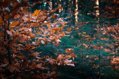 Close-up of autumn leaves on tree in forest