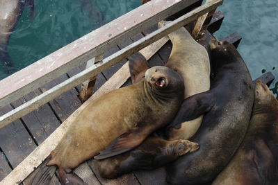High angle view of relaxed sea lions