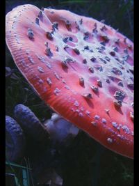 Close-up of insect on plant