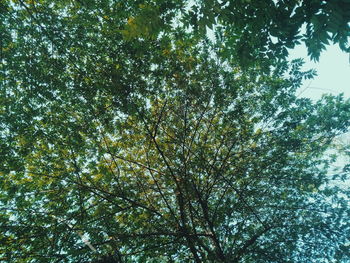 Low angle view of trees against sky