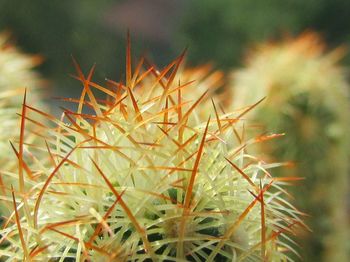 Close-up of cactus plant