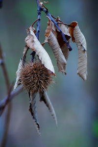 Close-up of wilted plant