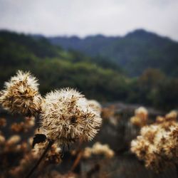 Close-up of flowers against sky